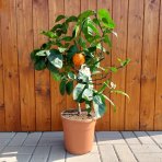 Pomarančovník (Citrofortunella sinensis) ´ARCOBAL´ - výška 60-80 cm, kont. C7,5L - na kmienku